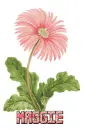 maggie flower