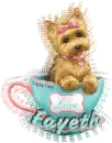 Cup of Love Yorkie - Fayeth