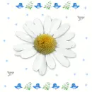 Daisy