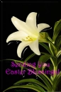Easter Blessings