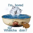 Whatcha doin
