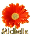 Michelle orange gerbera Daisy