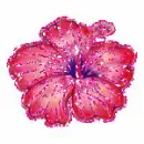 hibiscus