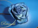 a flower to my friend