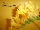 flower to a friend