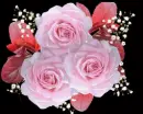 roses