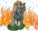 tiger and fire