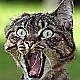 Shocked Cat