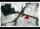 black rose