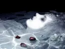 floating with roses