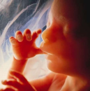 fetus