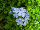 blue rose