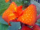 capacho and drops