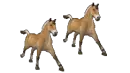horses