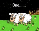 Sleep well sheep