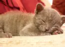 cute kitten