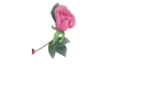 Rose Pen with Glass Text - Selina