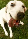 puppy
