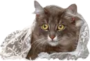 little kitty