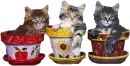 KITTYS IN FLOWER POTS