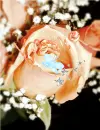 rose name butterfly