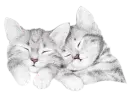 KITTYS TAKEING A NAP