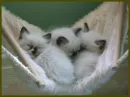 taking a nap