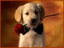 red rose 