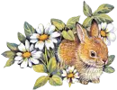 cute bunny