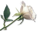 white rose