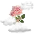 pink roses
