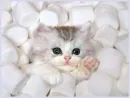 cute kitty
