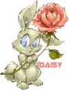 DAISY