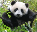 panda