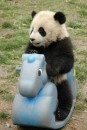 panda