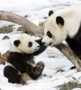 pandas