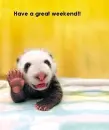 baby panda