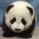 baby panda