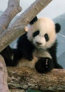 baby panda