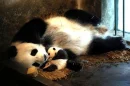 mother and baby panda