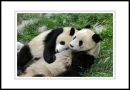 pandas