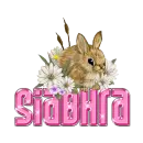 Easter Bunny: Siabhra