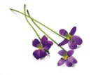 violets