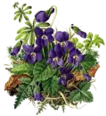 violets