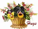 hugs pansy