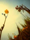 flower in sun set