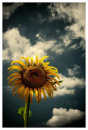 dyind sunflower