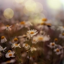 daisys