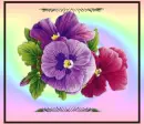Pansies