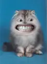funny cat